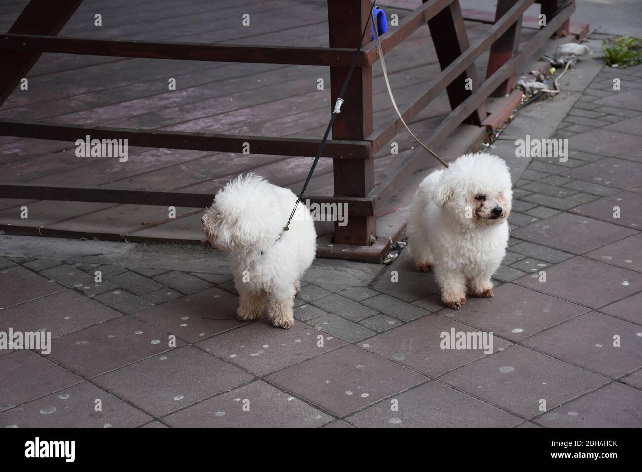 Two small white poodles on a leash stand next to the bench Stock Photo