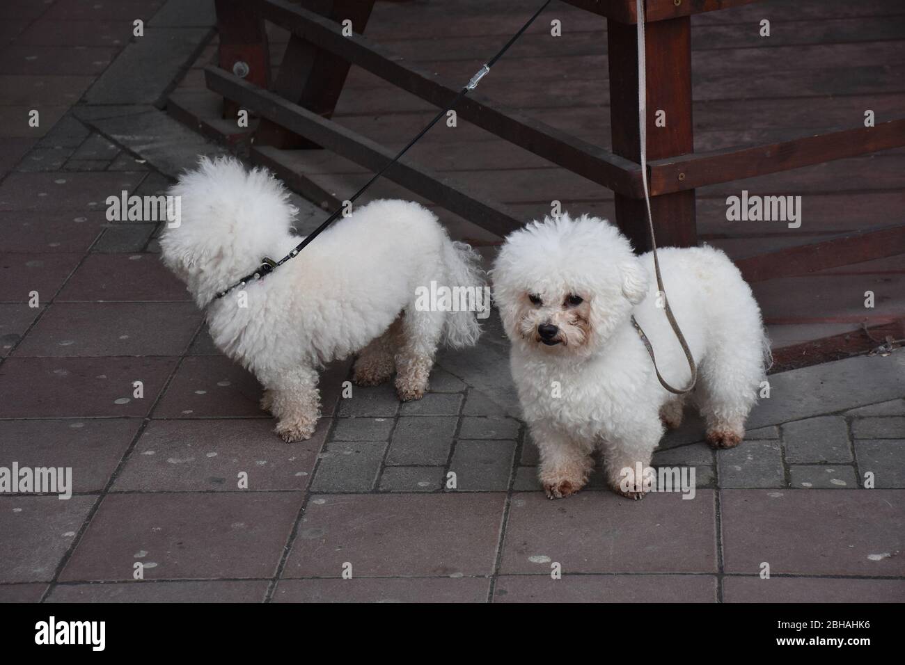 Little white racial dogs. They stand next to a wooden bench and carry a leash around their necks Stock Photo