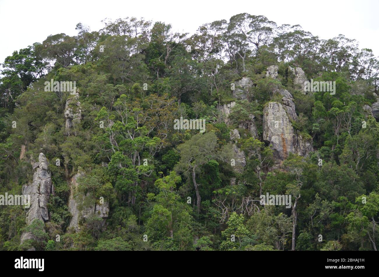 Australian rainforest Stock Photo