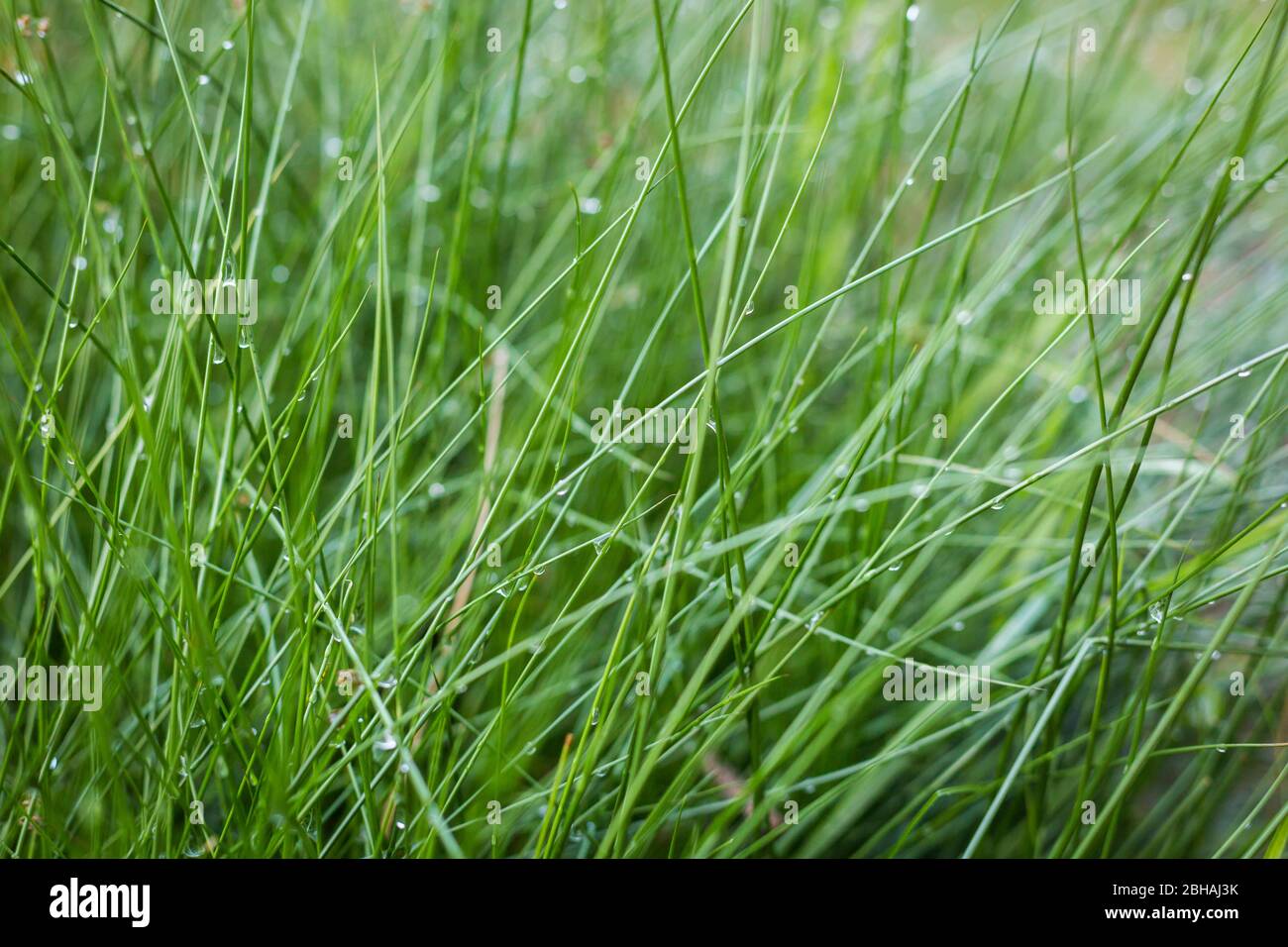 Thin Blades Of Grass High Resolution Stock Photography and Images Alamy