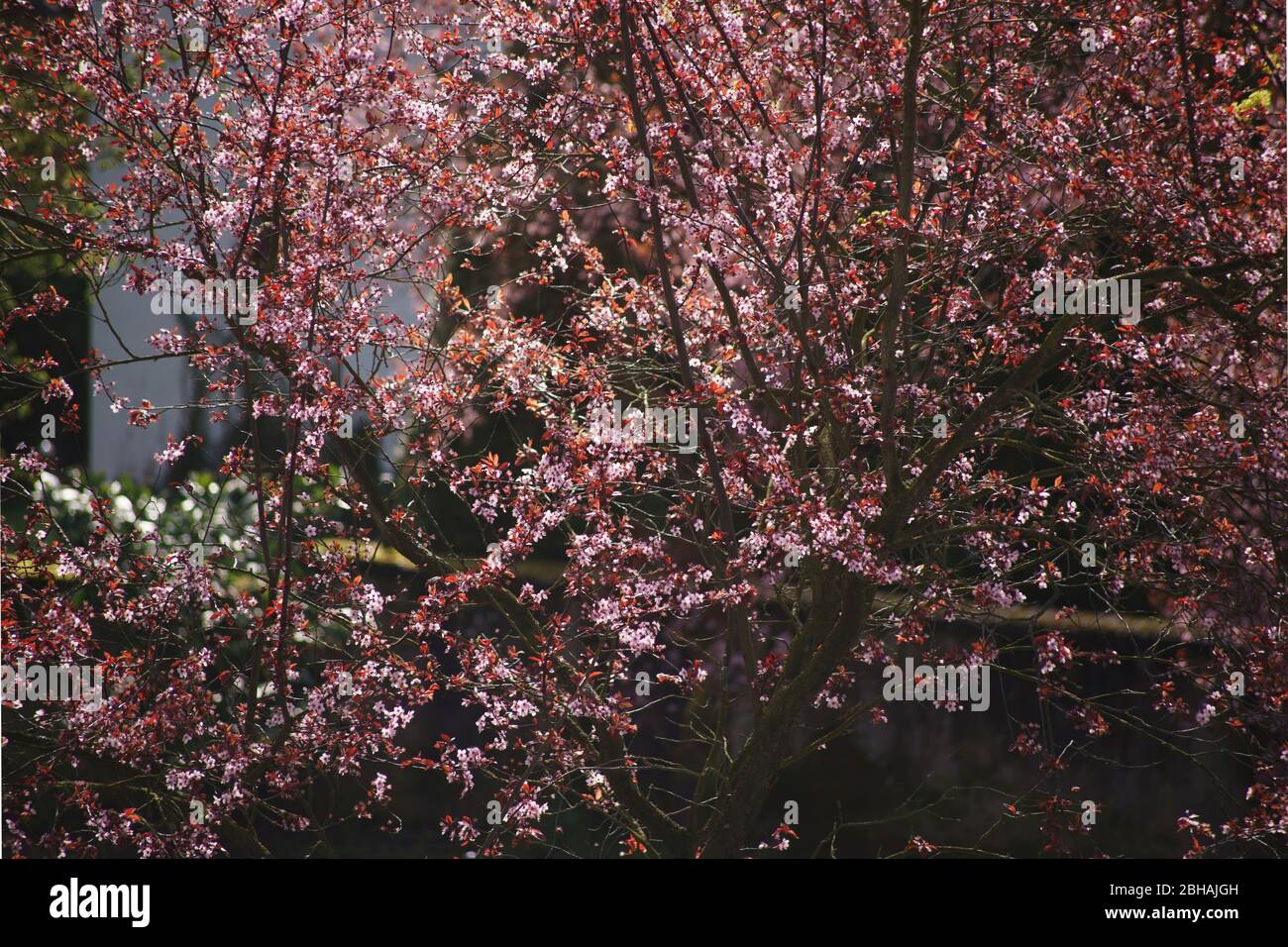 The light-flooded pink cherry blossom petals of a decorative cherry tree. Stock Photo