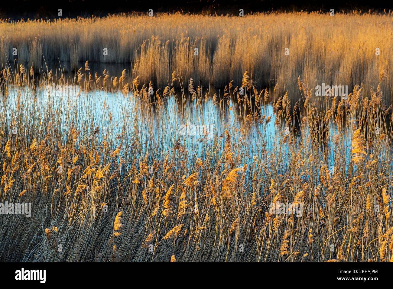 Protected biotope near Renesse, The Netherlands. Stock Photo