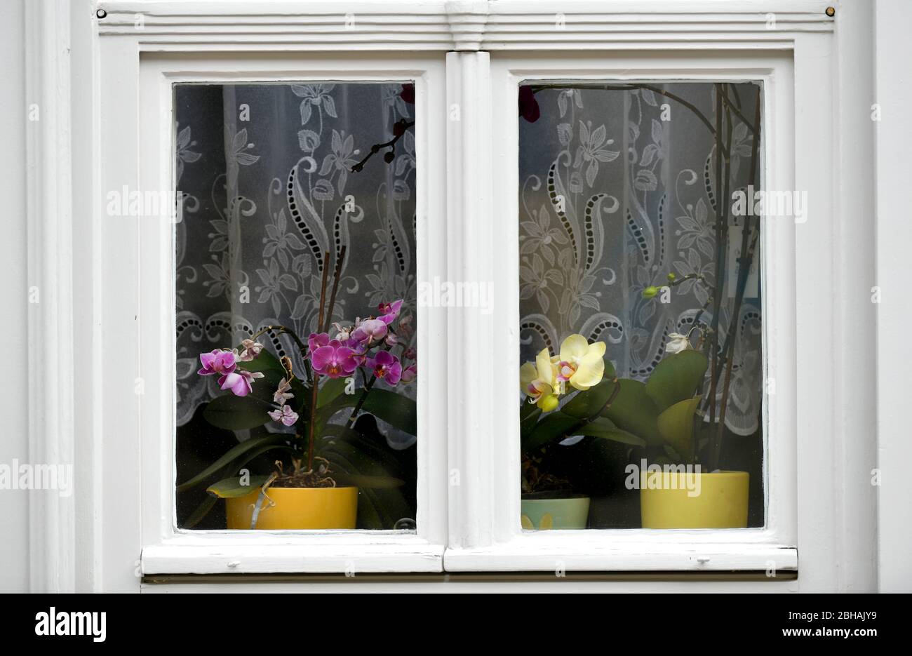 Orchids at the window, district Spandau, Berlin, Germany Stock Photo
