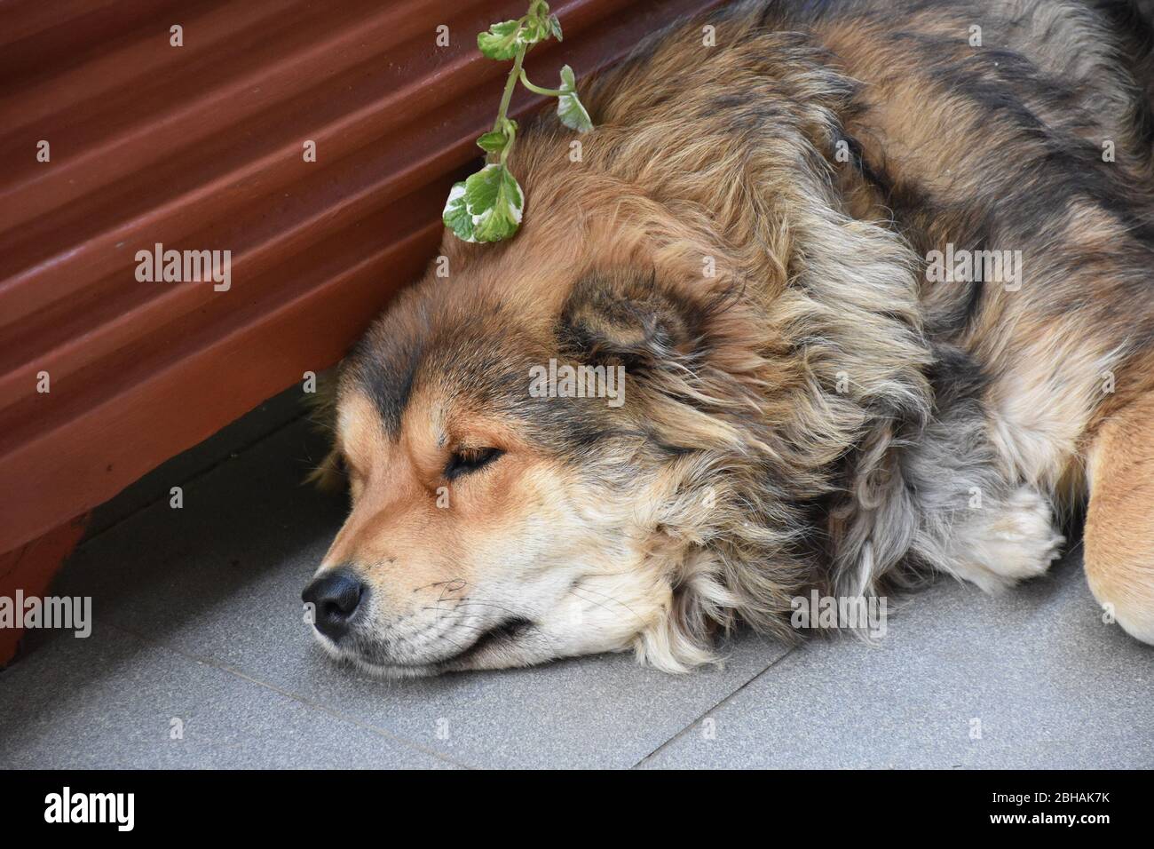 The head of a sleeping dog on a tile Stock Photo