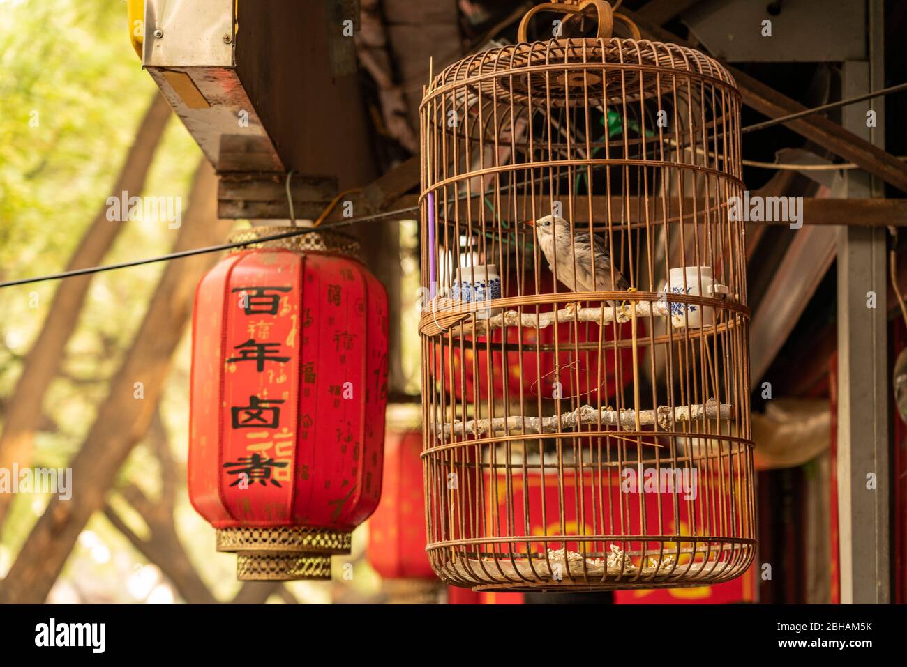 Asia, People's Republic of China, North China, Beijing, northern capital, songbird in cage Stock Photo