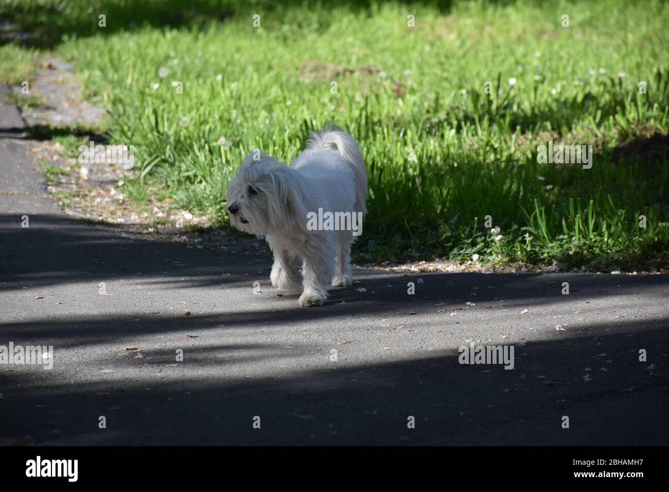 Racial stray dog. Walk on the asphalt road. The background is a blurred green background Stock Photo