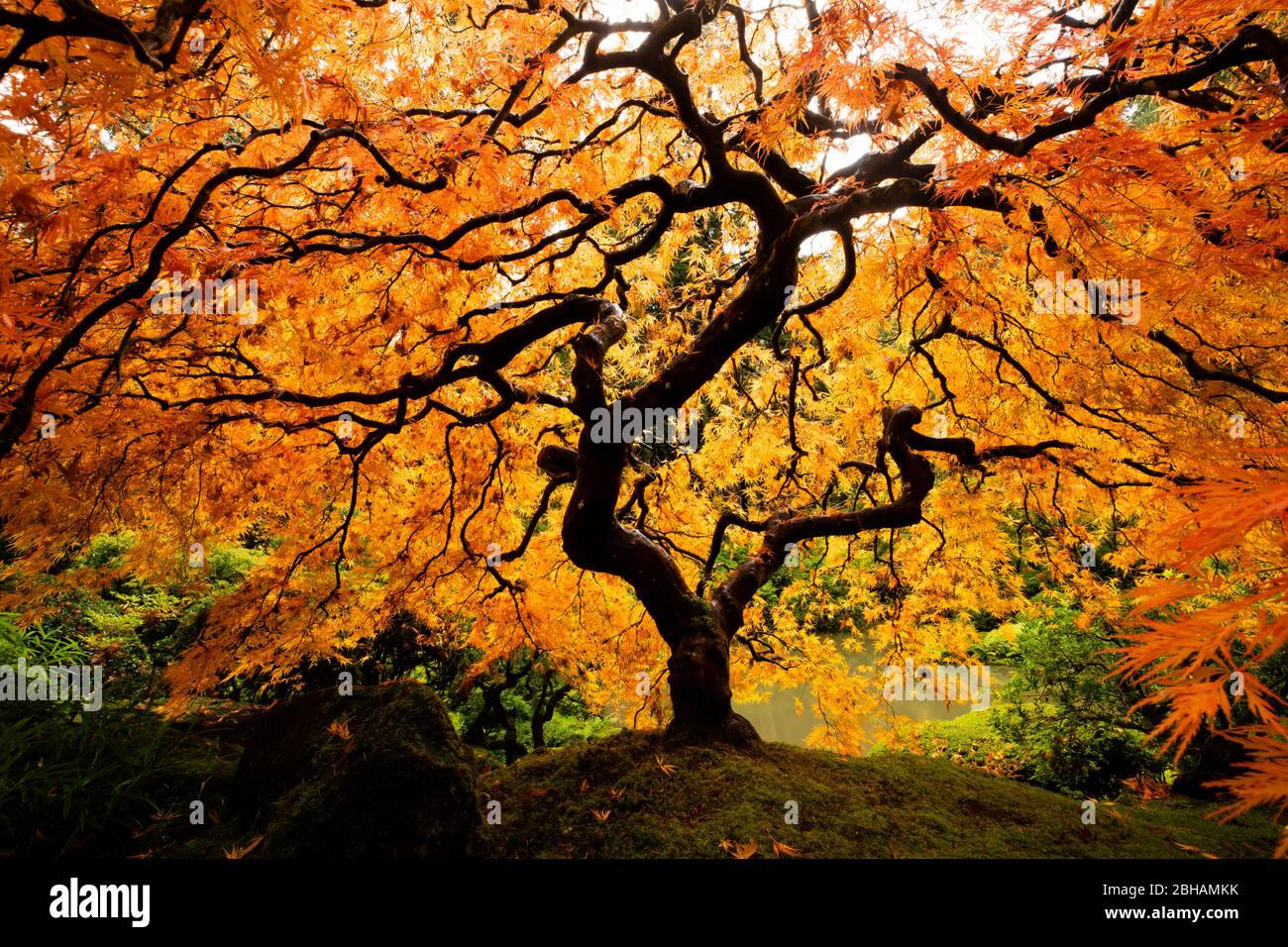Japanese maple tree in autumn, Japanese Garden, Portland, Oregon, USA