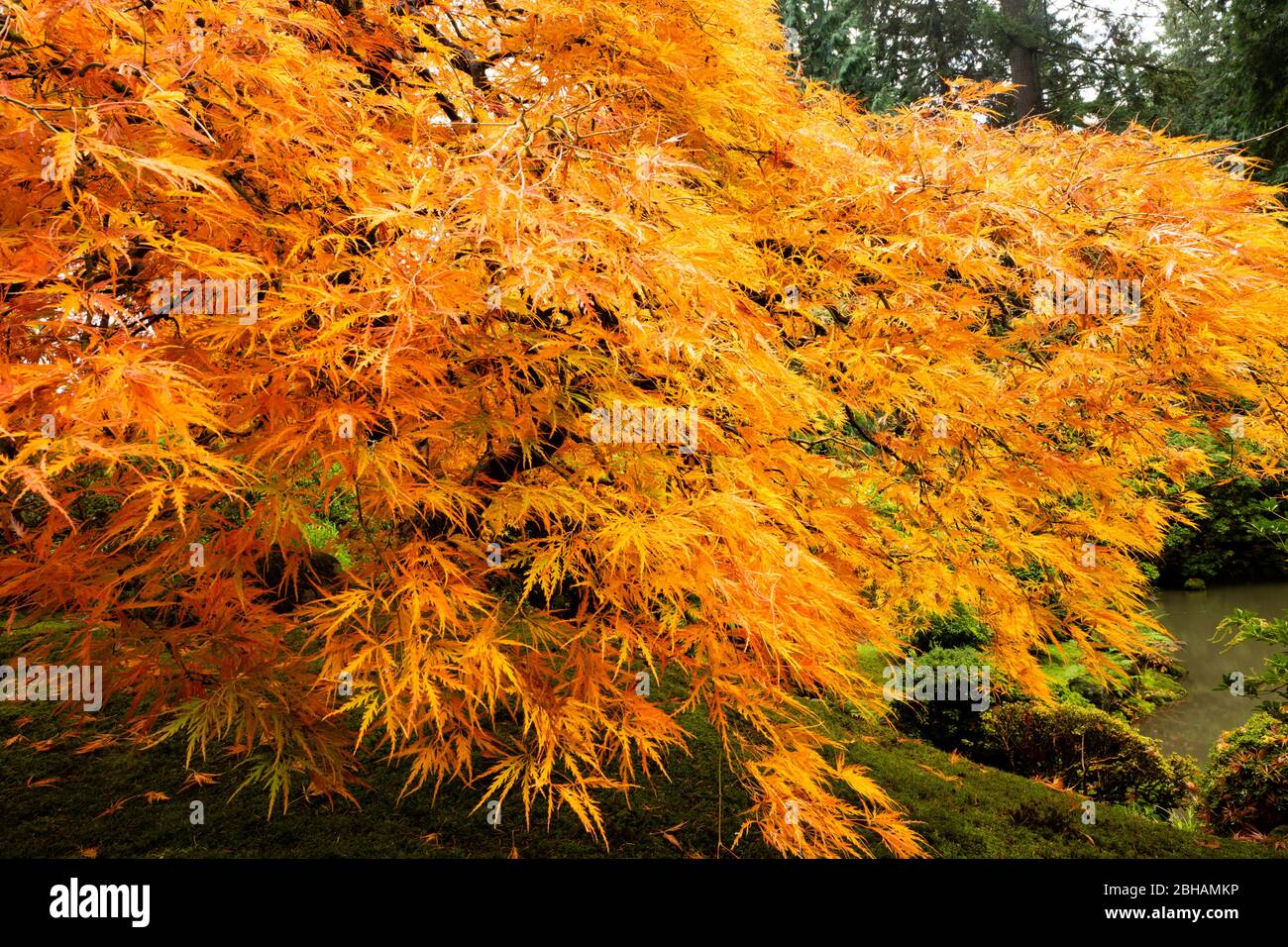 Japanese maple tree in autumn, Japanese Garden, Portland, Oregon, USA Stock Photo