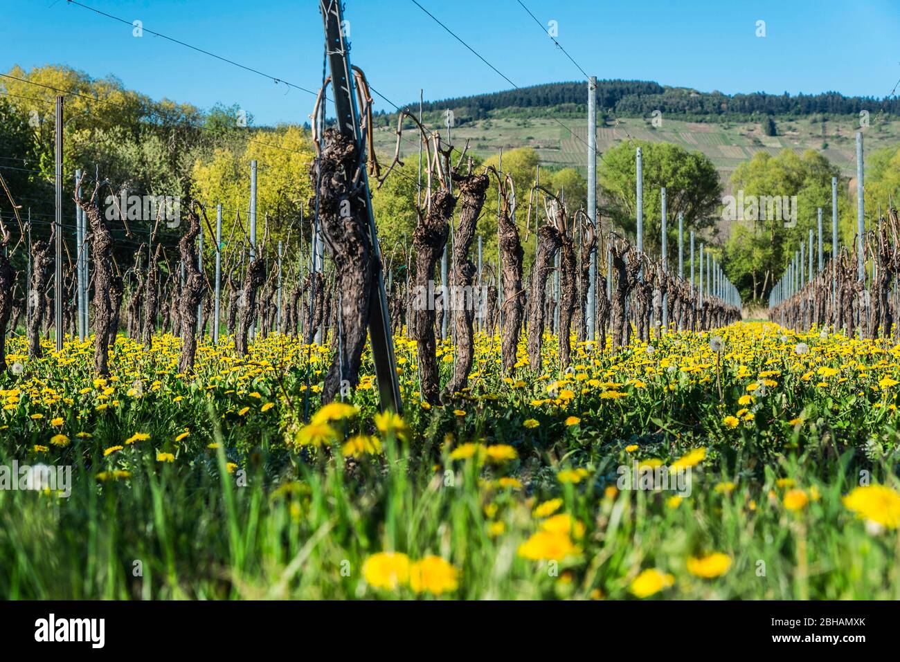 Vineyard on the Moselle in spring from a worm's eye view with blossoming dandelions Stock Photo