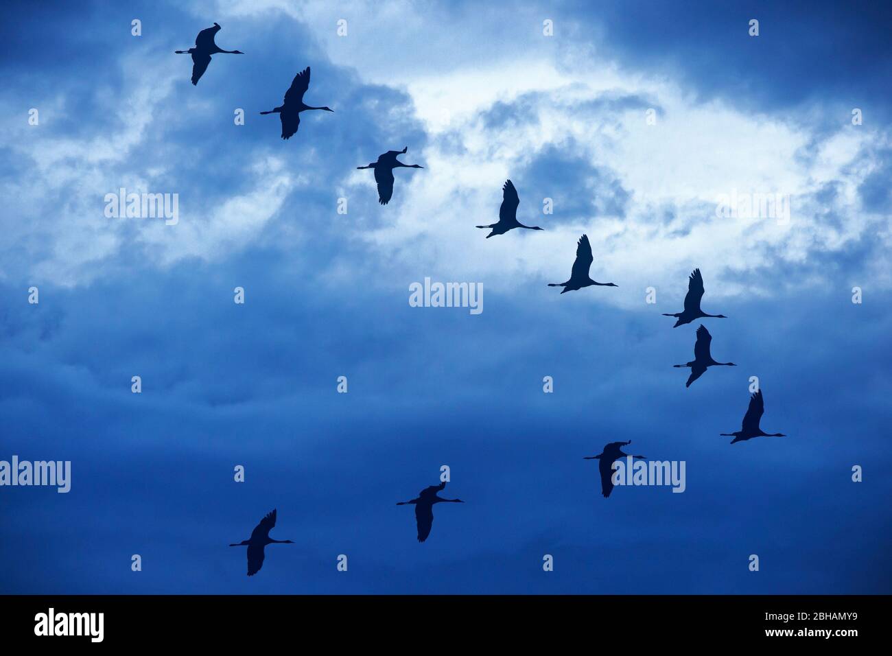 Wild geese in formation flight in the evening sky Stock Photo