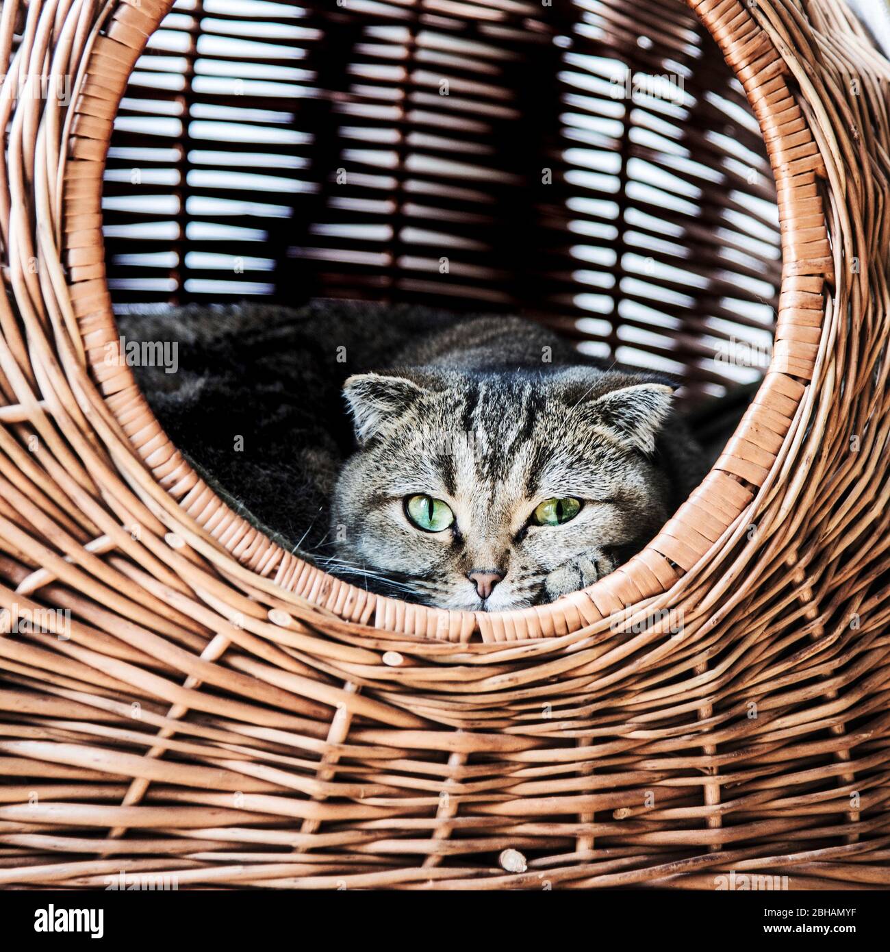 Lying cat in a wicker basket Stock Photo Alamy