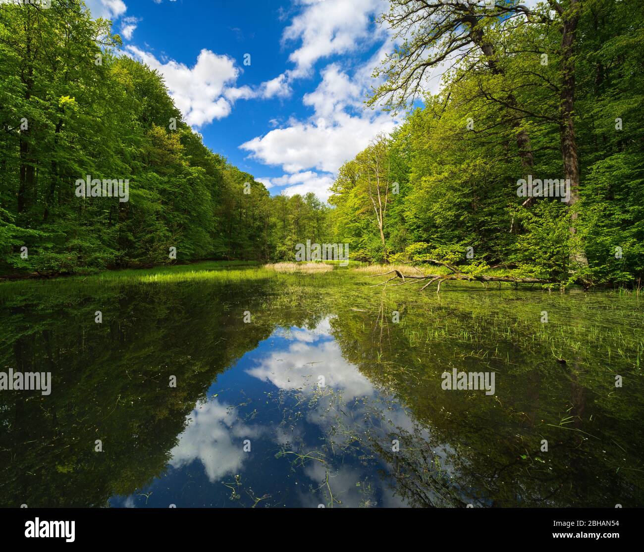 The Hünenteich in the Hainich National Park in spring, surrounded by natural forest, UNESCO World Heritage Buchenurwälder and Old Beech forests of the Carpathians and other regions of Europe, Thuringia, Germany Stock Photo