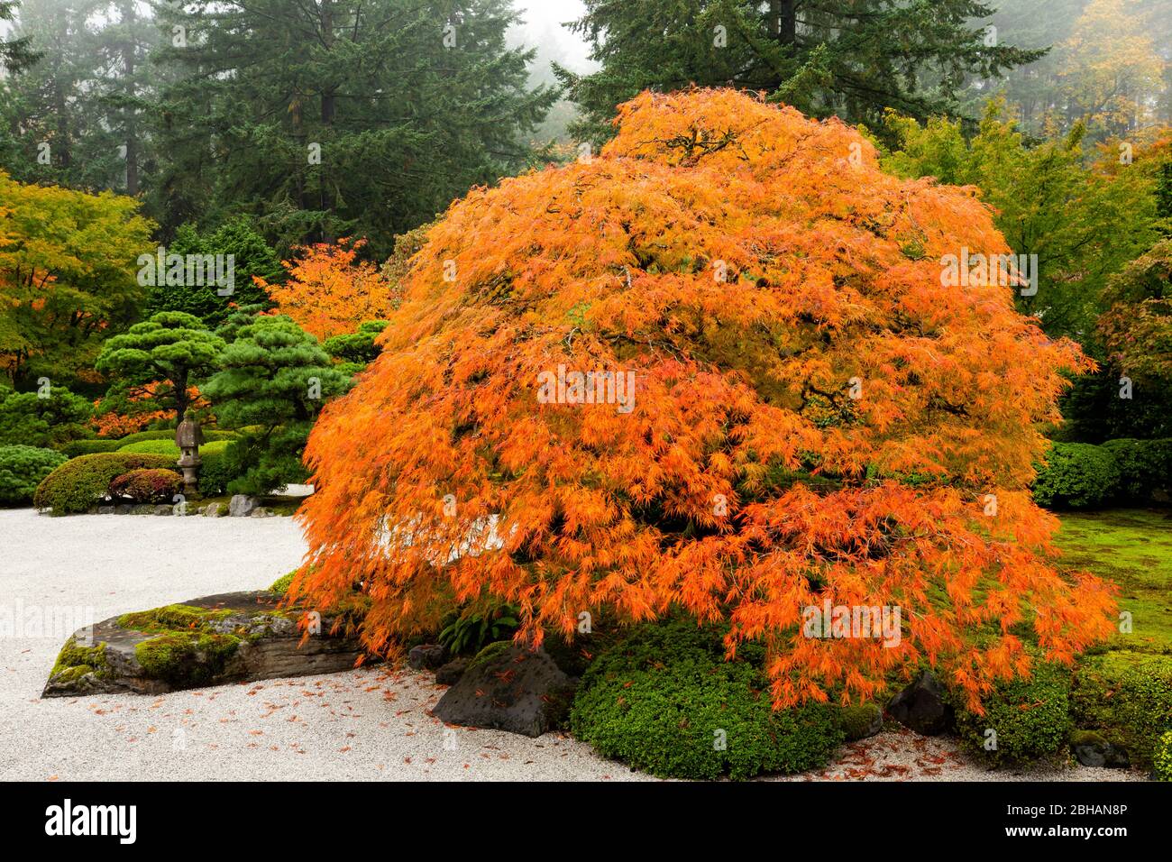 Autumn, Zen garden, Japanese garden, Portland, Oregon, USA Stock Photo