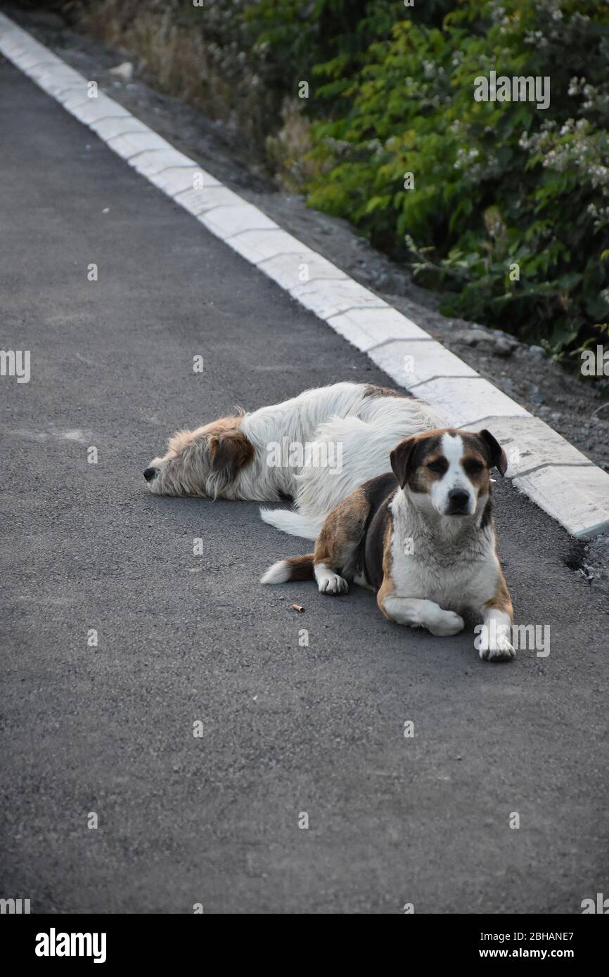 Two abandoned adult dogs lying side by side on the street Stock Photo