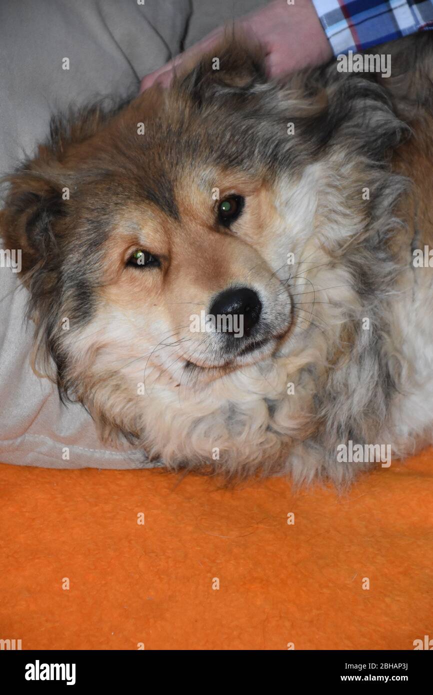 Portrait of a dog with long colorful hair and the hand of a man caressing it Stock Photo