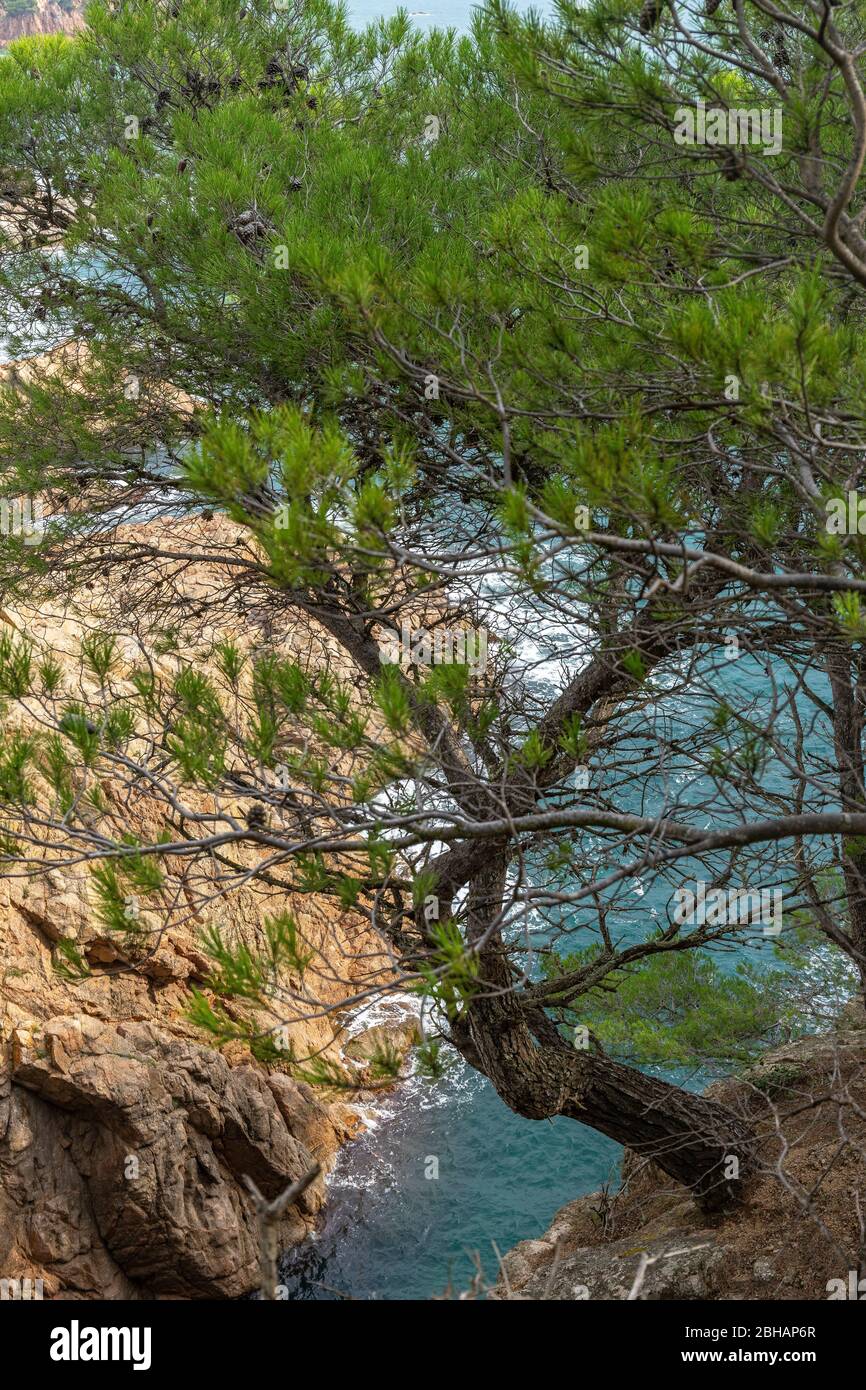 Europe, Spain, Catalonia, Costa Brava, Rugged coastline near Tamariu on the Costa Brava Stock Photo