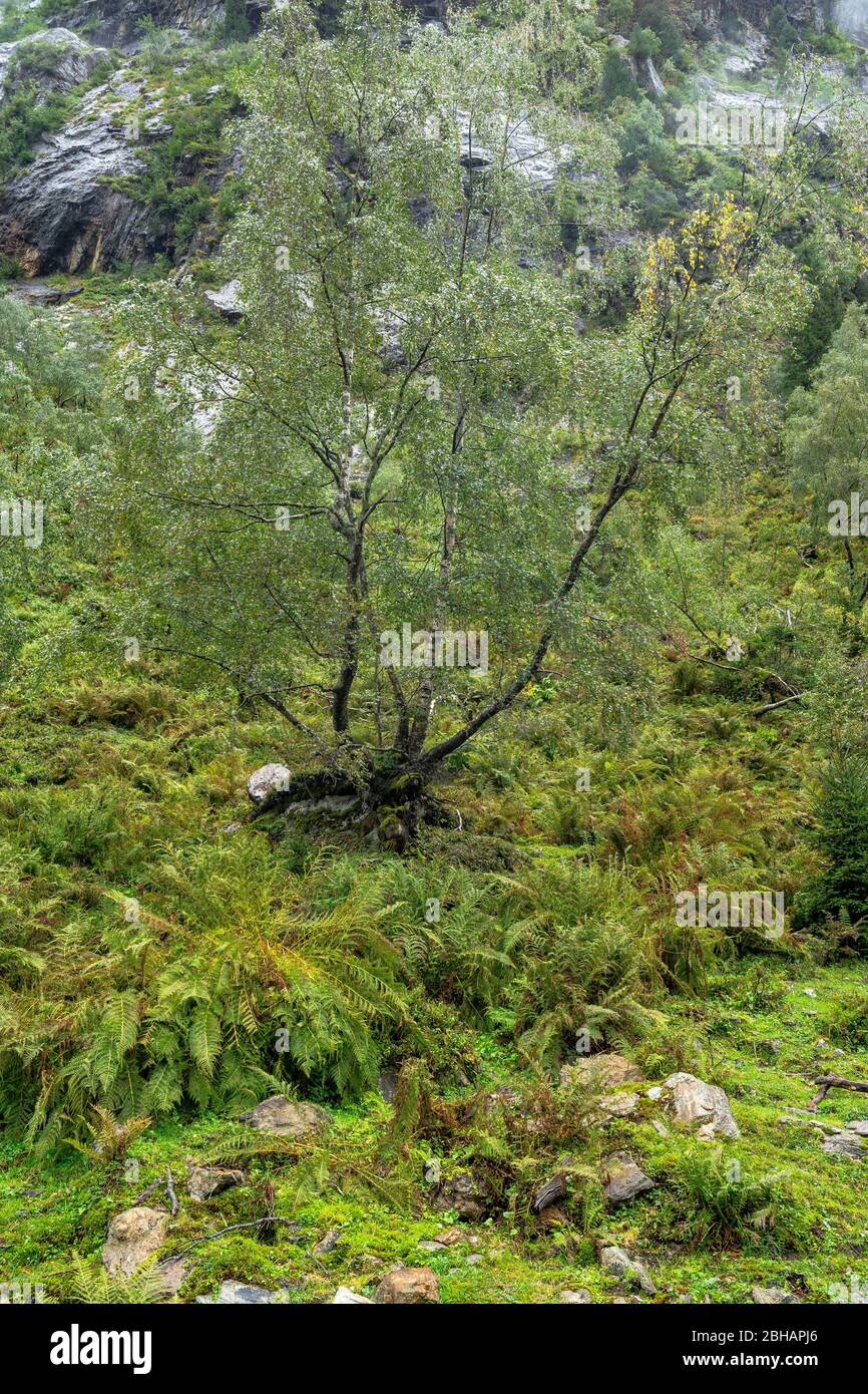 Europe, Austria, Tyrol, Neustift im Stubaital, dense vegetation along the Wilde-Wasser-Weg in the Stubaital Stock Photo