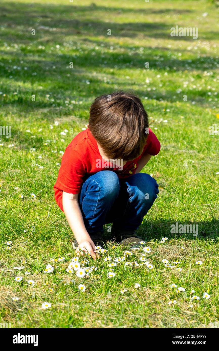 a small bow bending down to pick daisies in the spring Stock Photo