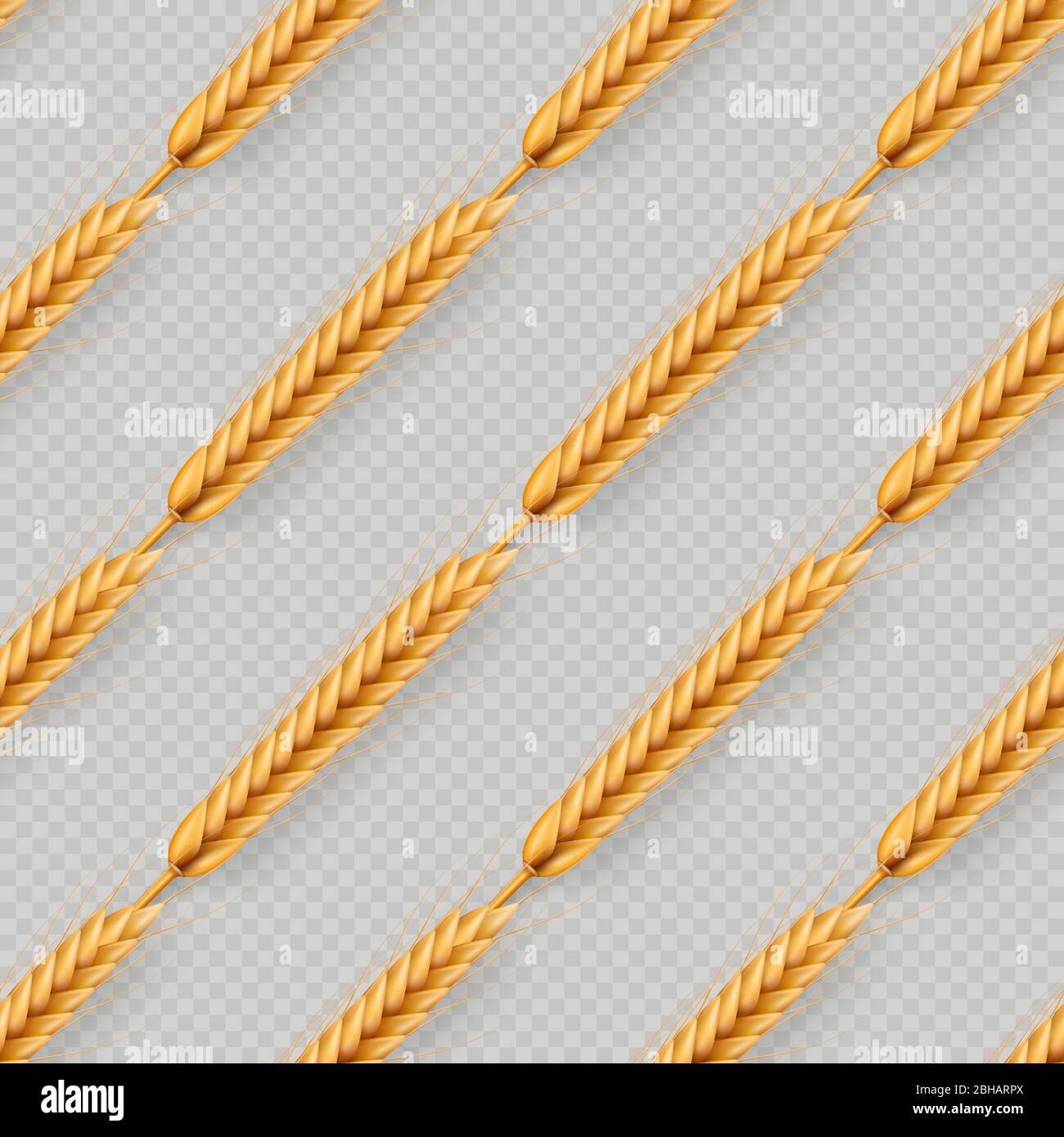 Bunch of wheat ears, dried whole grains seamless realistic illustration isolated on transparent background. Bakery object template. EPS 10 Stock Vector