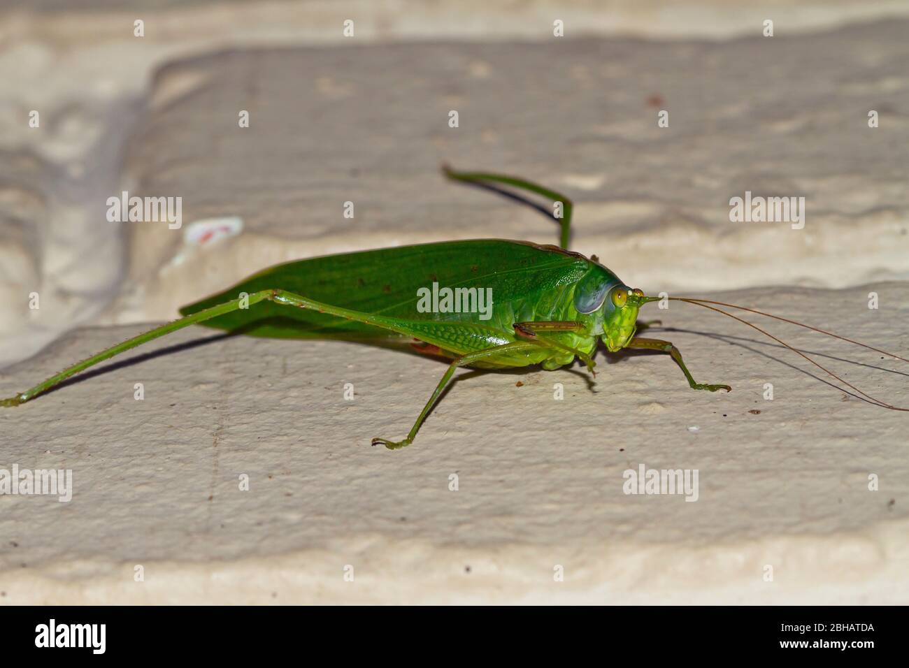 Grasshopper, Katydid tettigoniidae, Kinabalu National Park, Sabah, Borneo, Malaysia Stock Photo