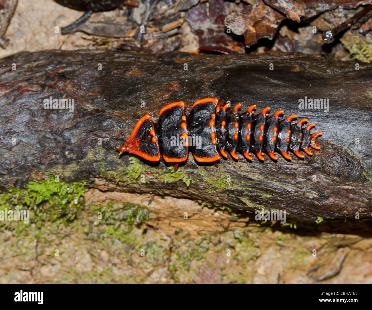 Trilobit beetle, Platerodrilus sp., Duliticola hoiseni, Kinabalu National Park, Sabah, Borneo, Malaysia Stock Photo