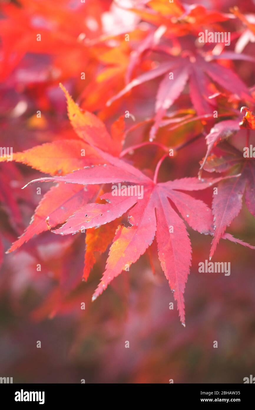 Autumn fire: Close-up leaves of red fan maple Stock Photo