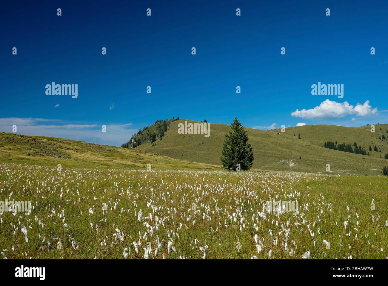 Blooming meadow on the Postalm Stock Photo - Alamy