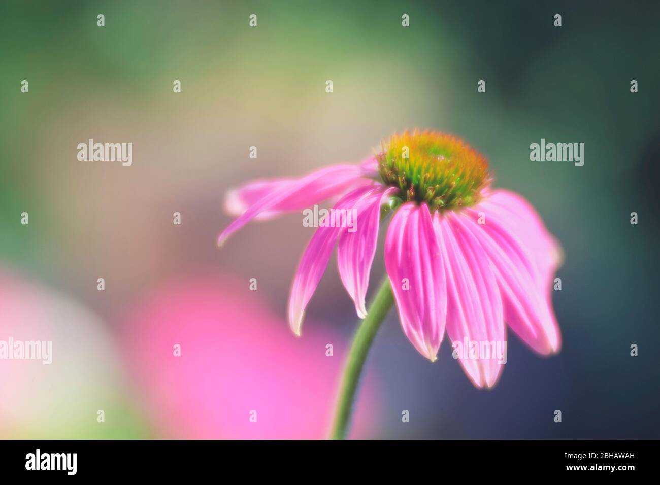 Picture of echinacea plant hires stock photography and images Alamy
