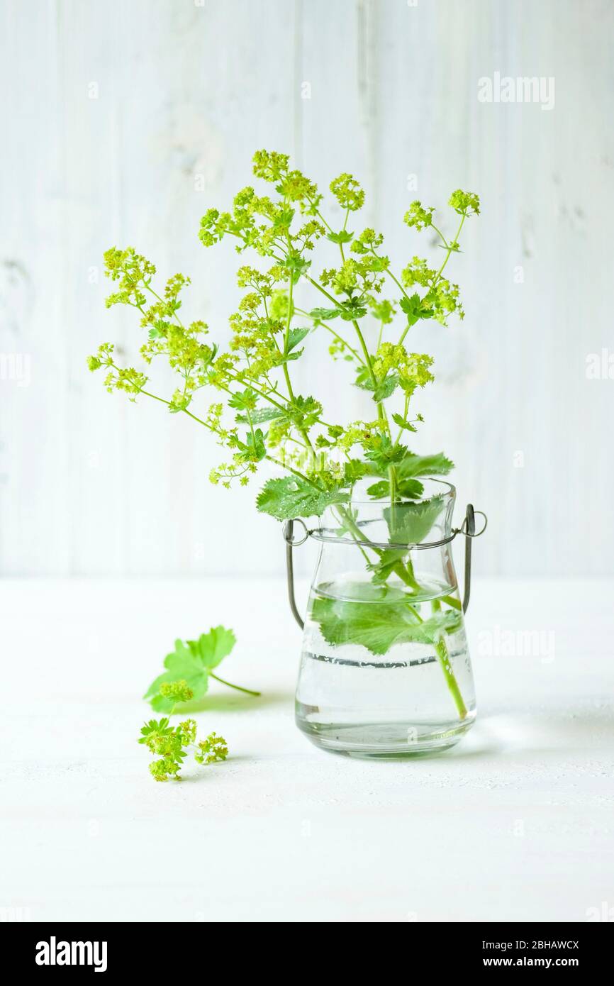 Summer still life with lady's mantle blossoms in front of a white wooden wall Stock Photo