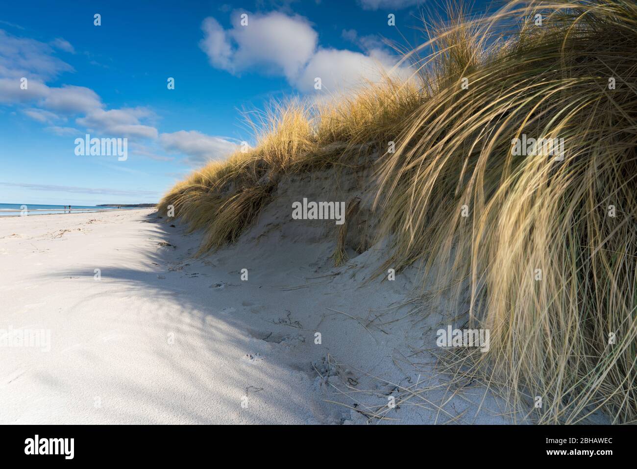 Ostsee mit goldgelben Strandhafer im Sonnenlicht Stock Photo