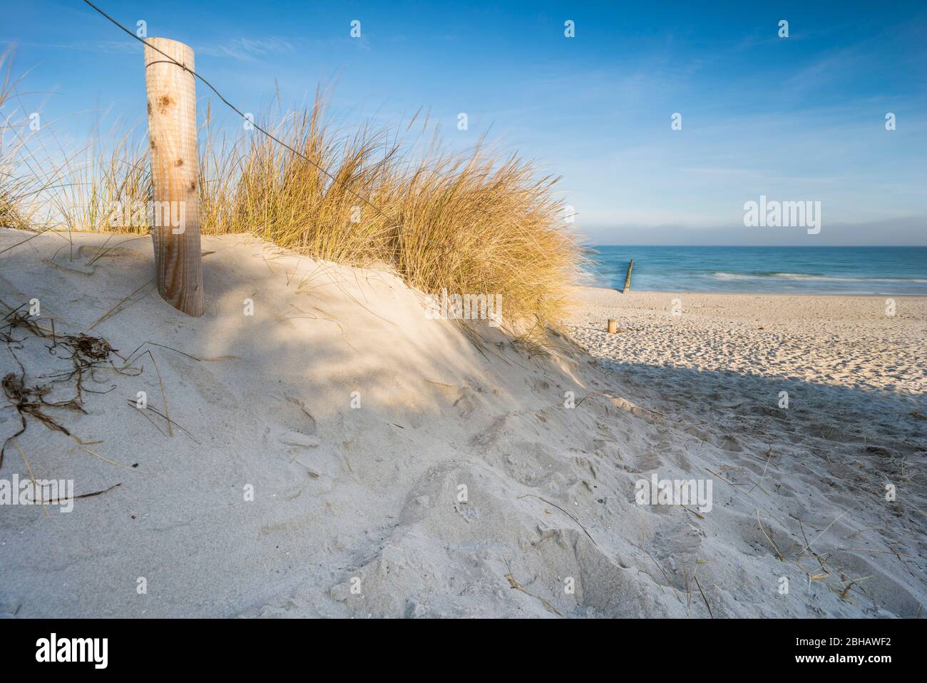 Baltic Sea with golden yellow beach grass in the sunlight Stock Photo