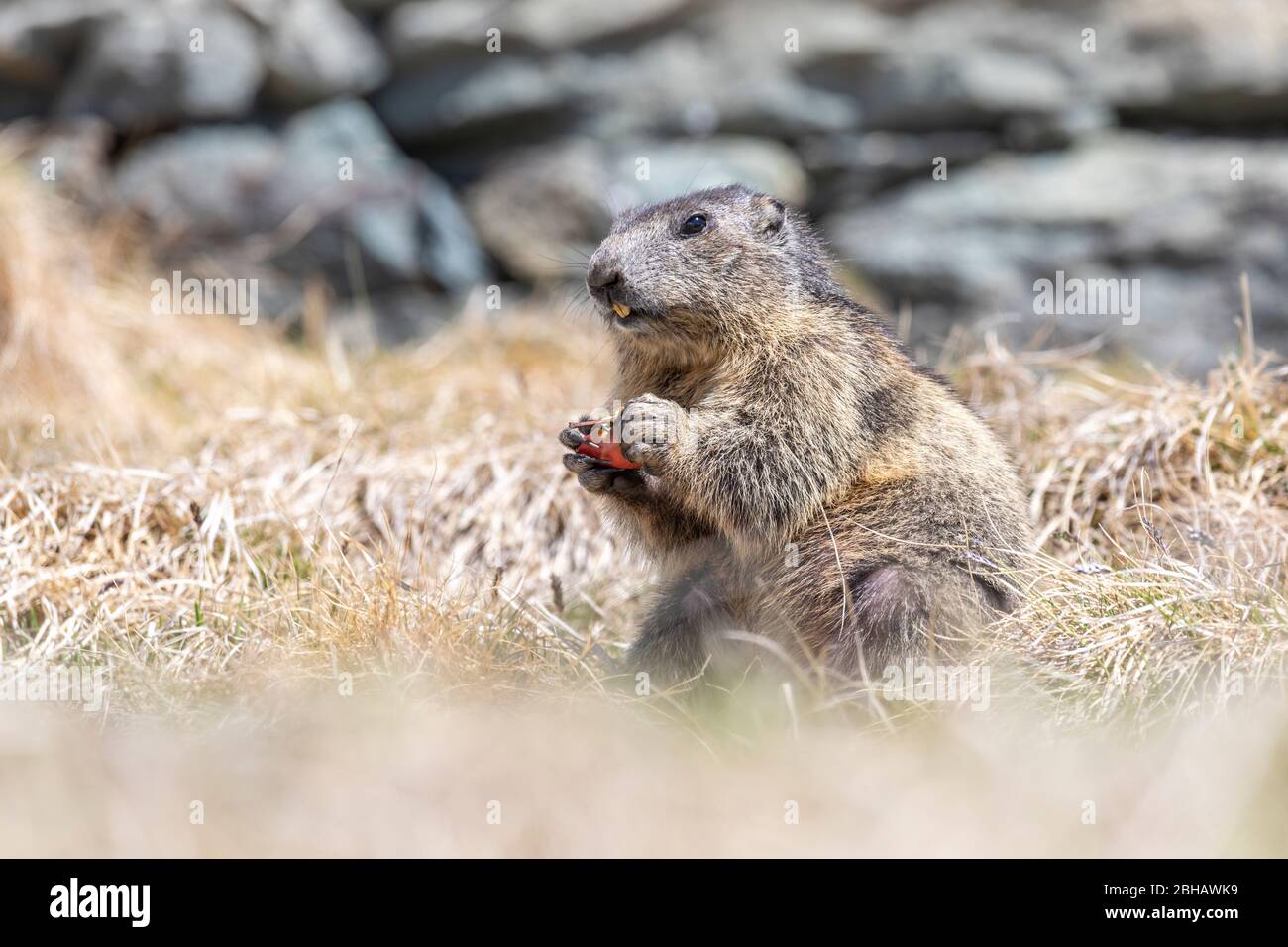 Alpine Marmot, Marmota marmota, Hohe Tauern National Park, Grossglockner High Alpine Road, Carinthia, Austria, Europe Stock Photo