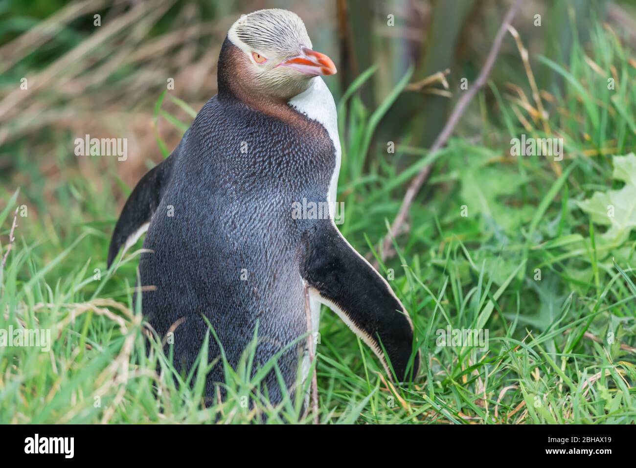 Yellow-eyed Penguin (Megadyptes antipodes), Dunedin, Otago, South Island, New Zealand, Stock Photo