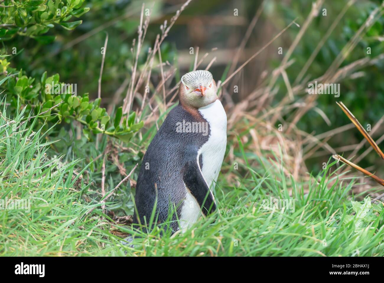 Yellow-eyed Penguin (Megadyptes antipodes), Dunedin, Otago, South Island, New Zealand, Stock Photo