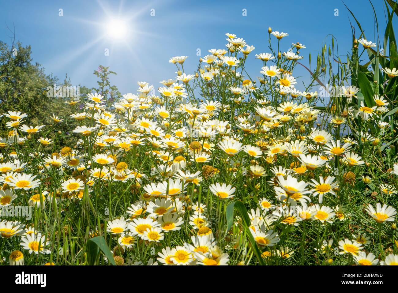 Field of daisy flowers with sun. Stock Photo