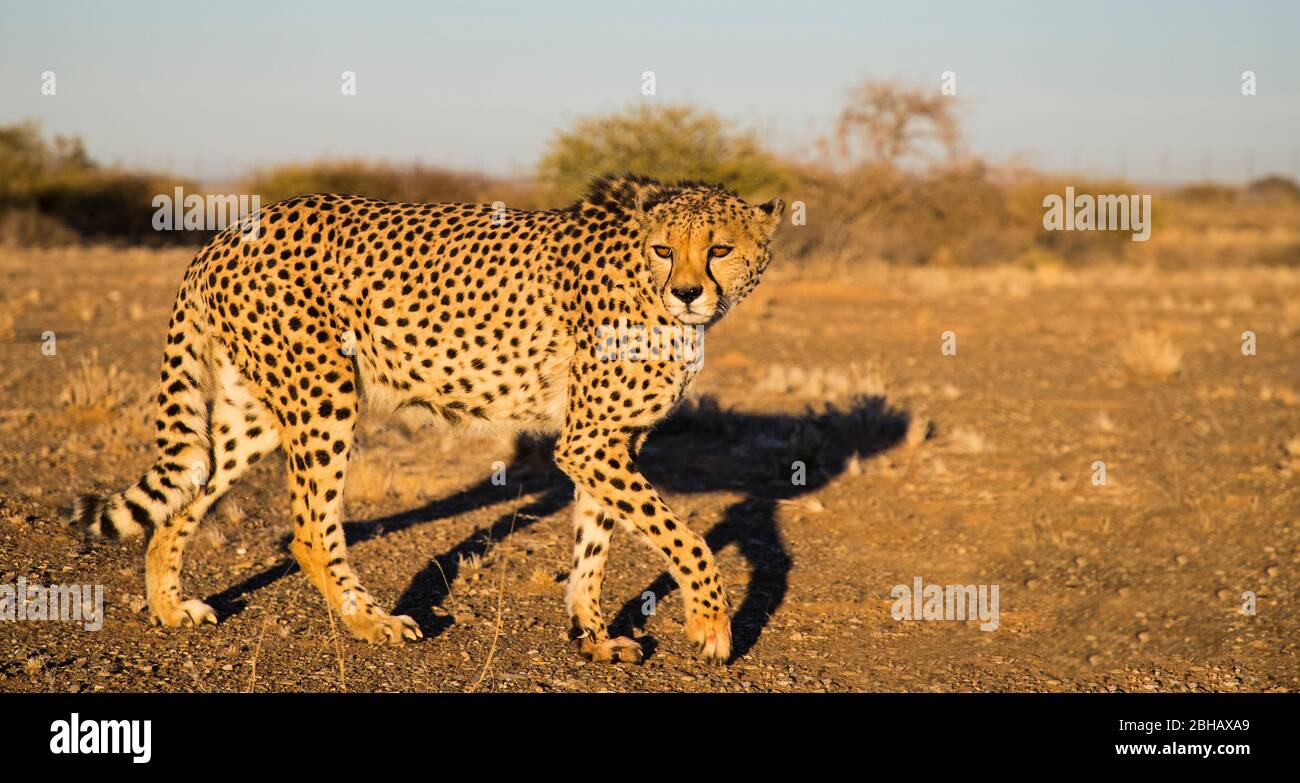 View of Cheetah (Acinonyx jubatus), Quiver Tree Forest, Namibia, Africa Stock Photo