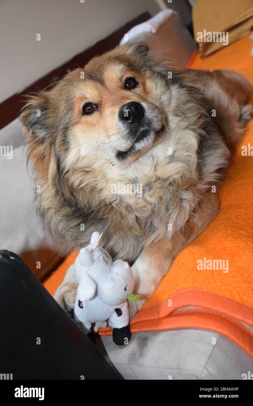 Dog with colorful brown hair lying on a bed on an orange blanket Stock Photo