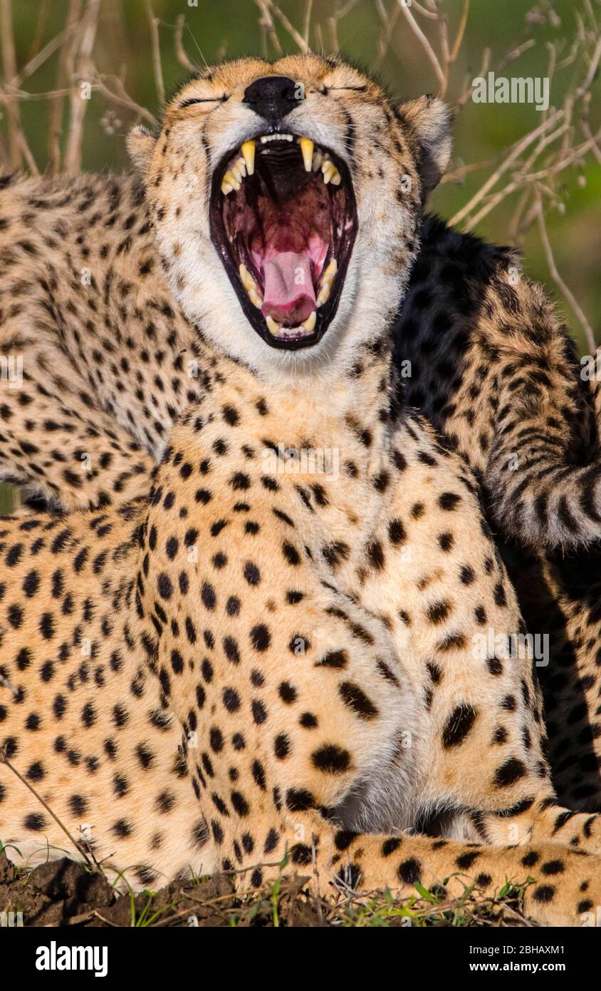 Cheetah (Acinonyx jubatus) yawning outdoors, Tanzania Stock Photo