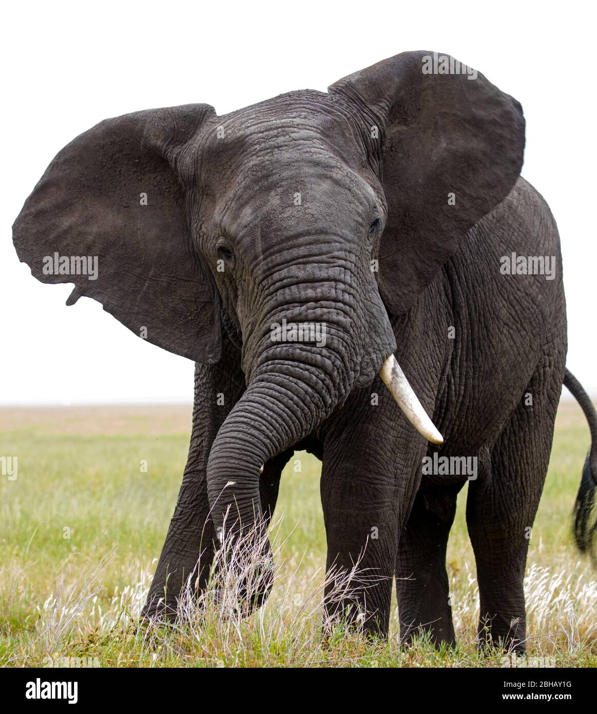 Portrait of African bush elephant (Loxodonta africana), Tanzania Stock Photo