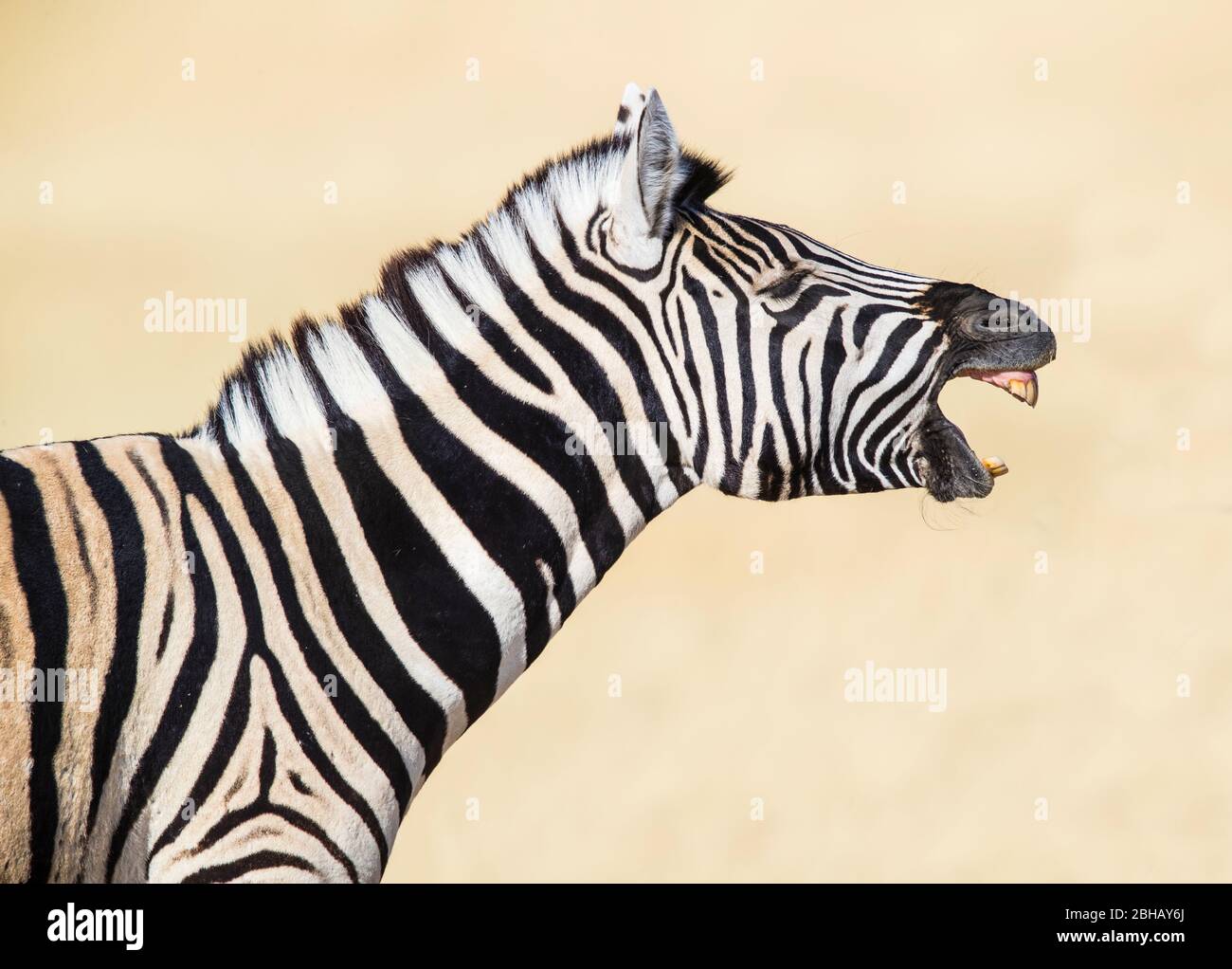 Profile view of Burchells zebra (Equus quagga burchellii), Namibia Stock Photo