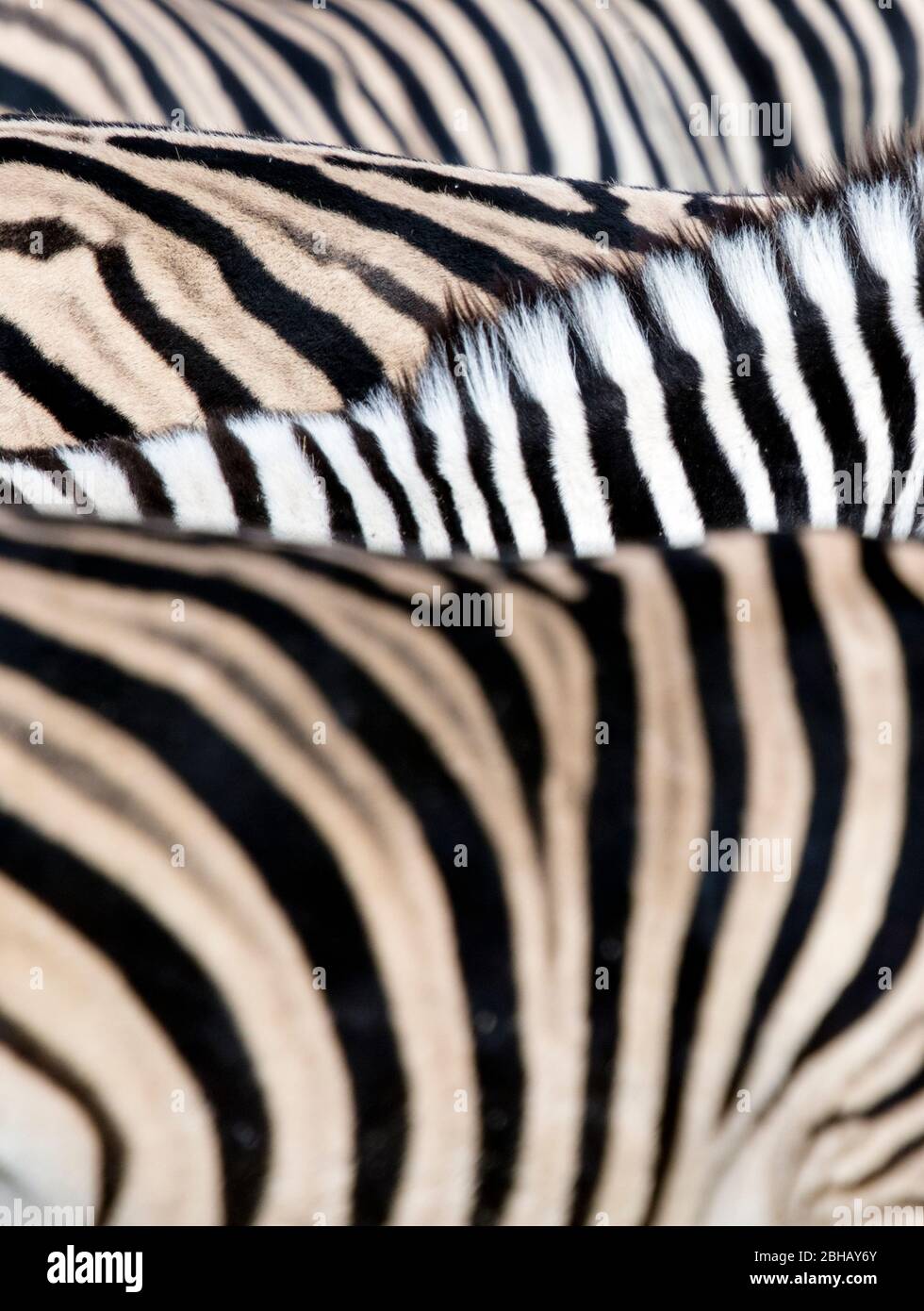 Manes of Burchells zebras (Equus quagga burchellii), Namibia Stock Photo