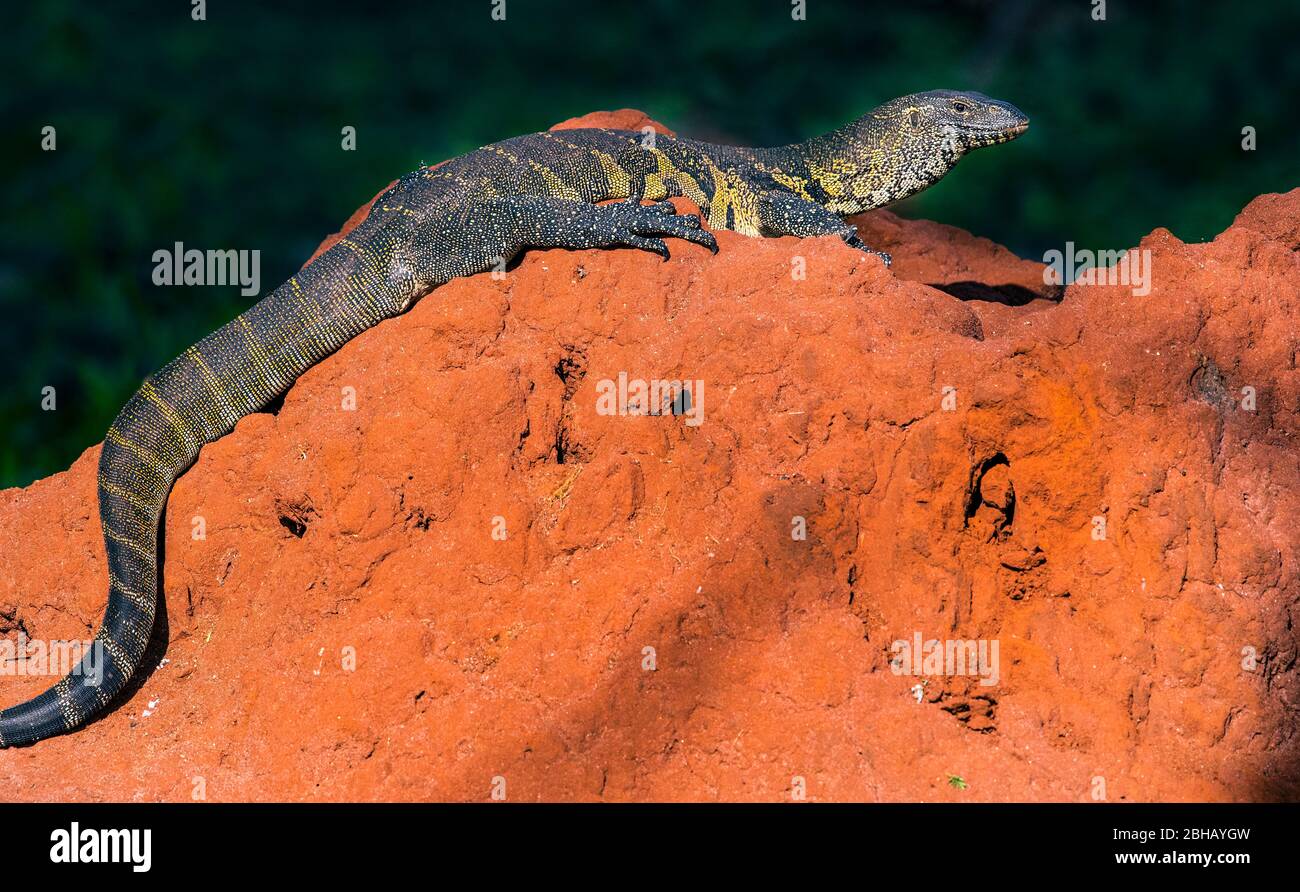 Monitor lizard resting on brown rocks, Tanzania Stock Photo