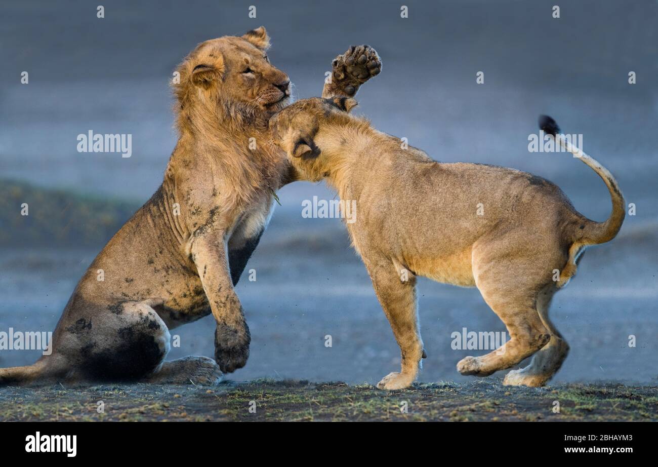 Two young lions (Panthera leo) playing in Ngorongoro Conservation Area, Tanzania Stock Photo