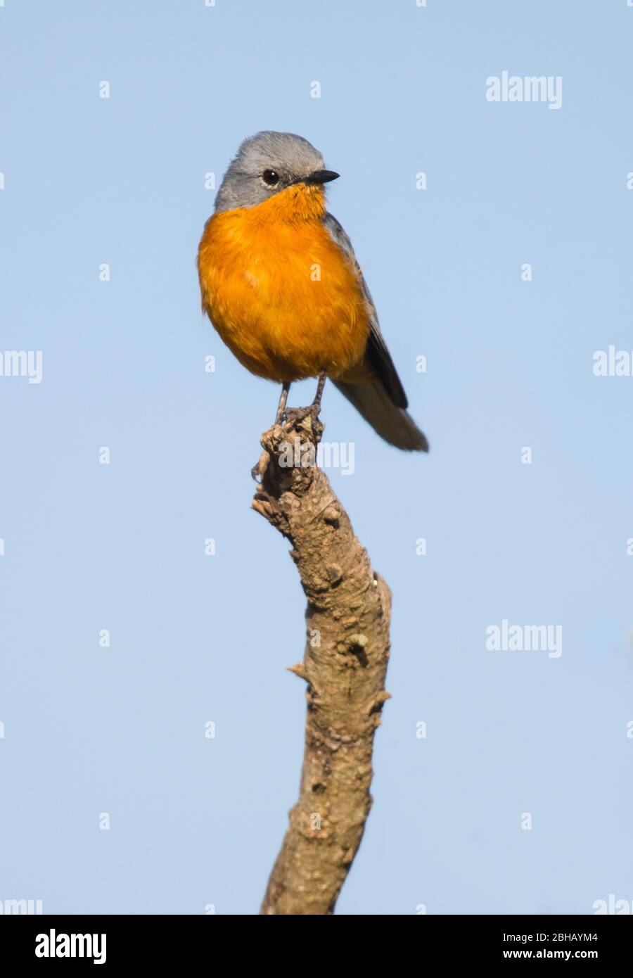 Silverbird (Empidornis semipartitus) perching on top of branch, Tanzania Stock Photo