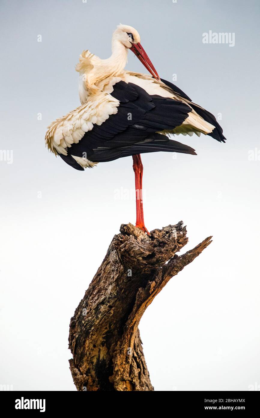 White stork (Ciconia ciconia) grooming on branch, Tanzania Stock Photo