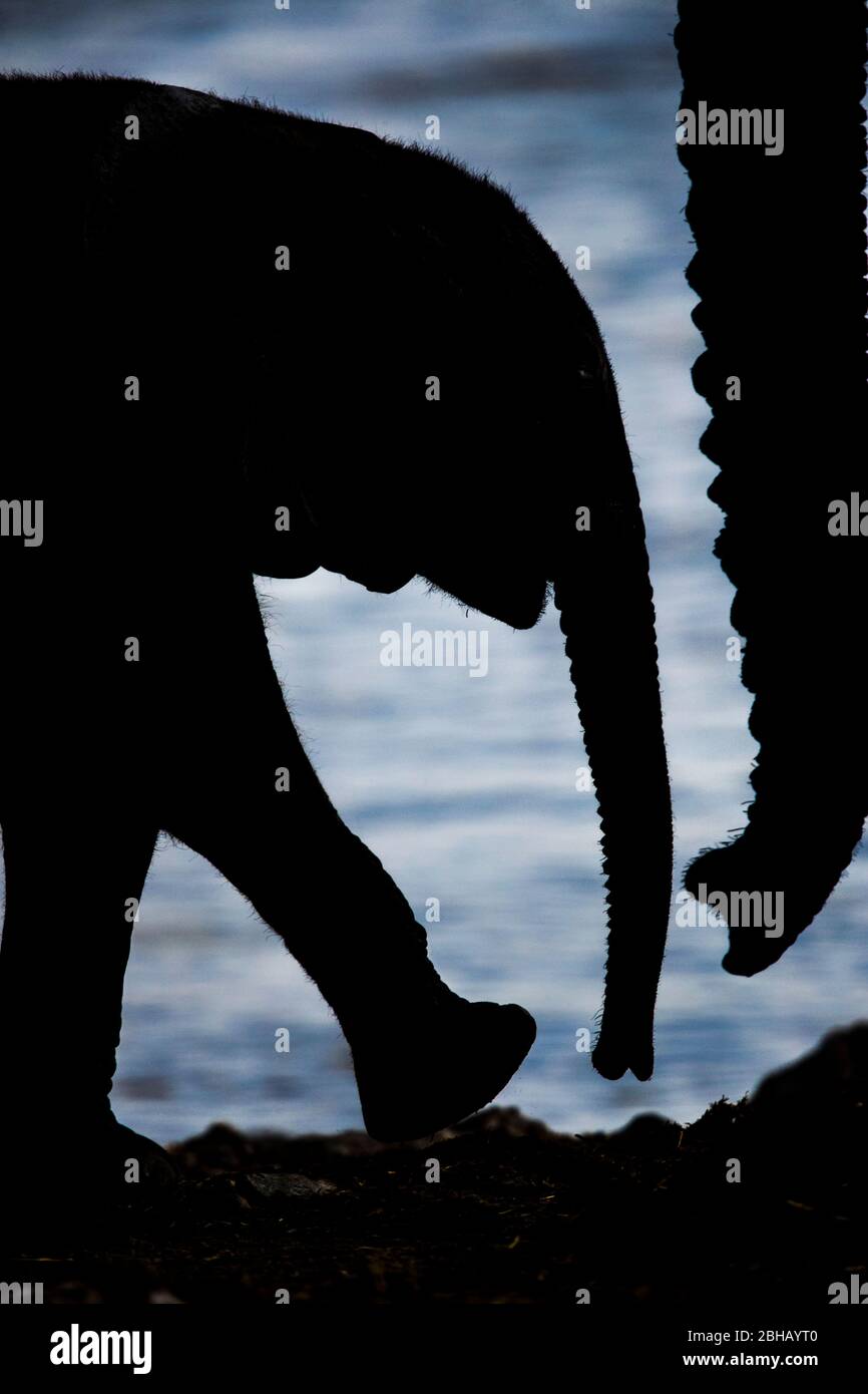 African animals silhouette hi-res stock photography and images - Alamy