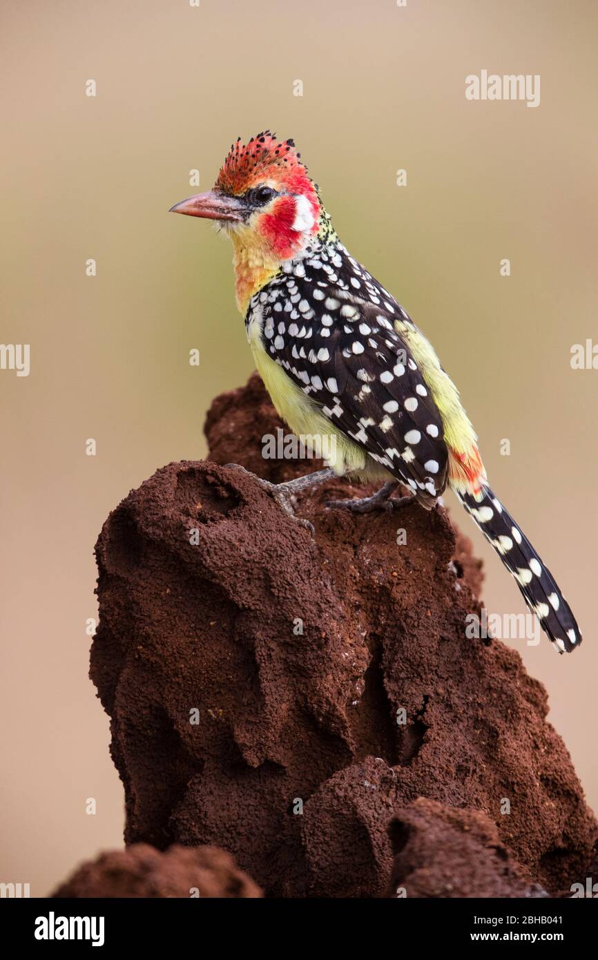 Red-and-yellow barbet (Trachyphonus erythrocephalus) perching on branch, Tanzania Stock Photo