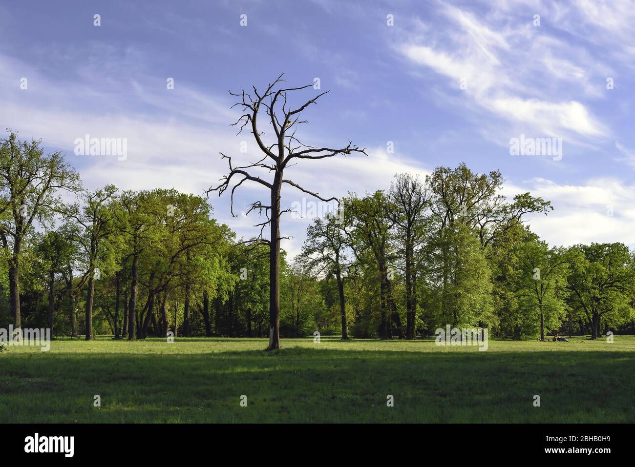 Single dead tree in the midst of green healthy trees in park on a meadow Stock Photo
