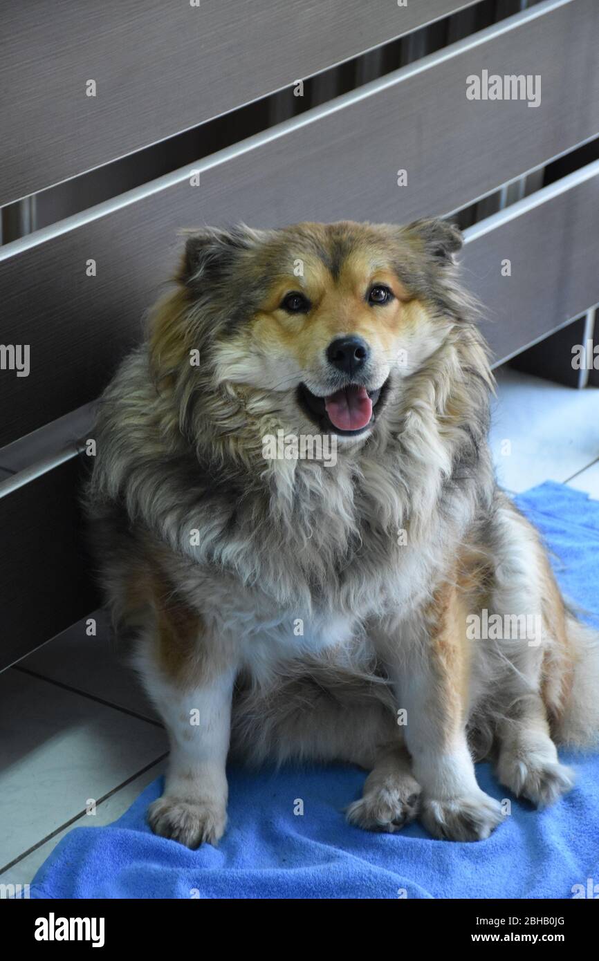 A lovely big and good-natured dog Stock Photo