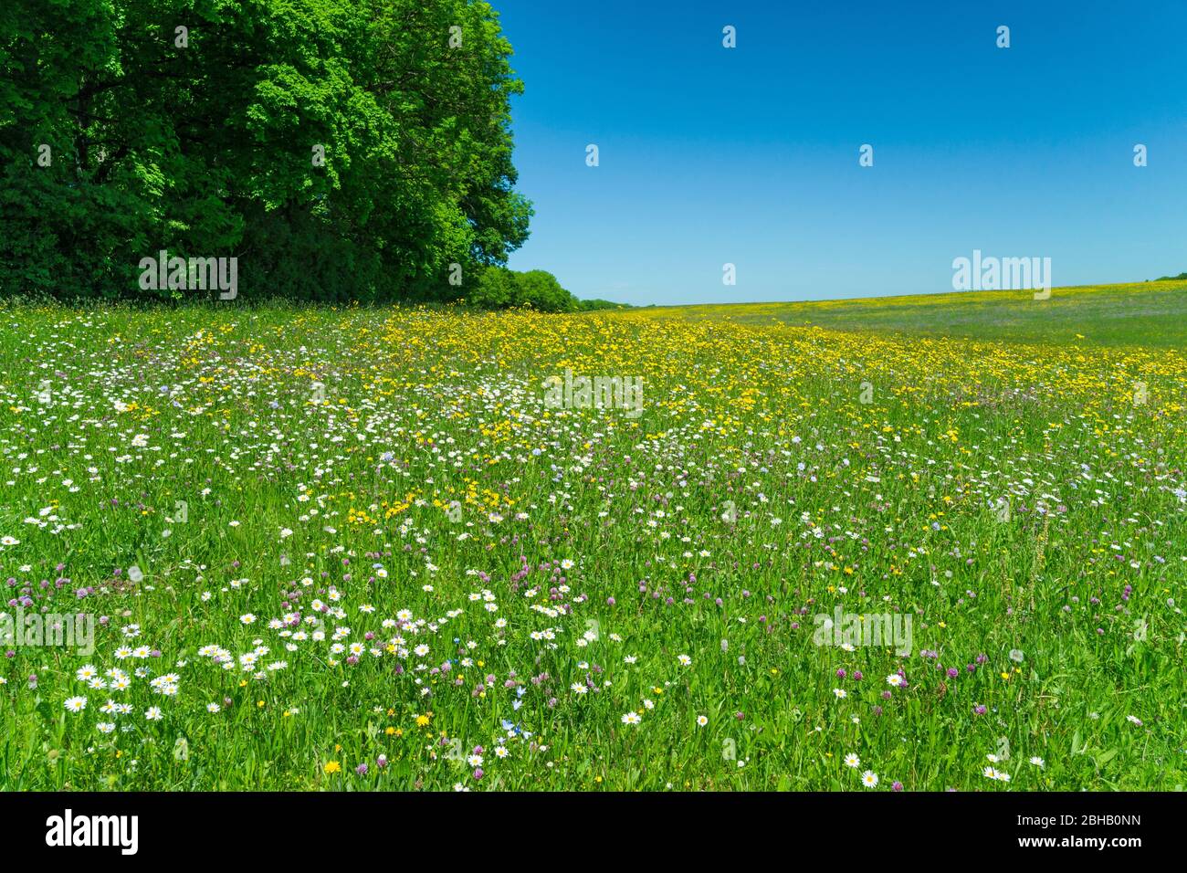 Germany, Baden-Wuerttemberg, Neidlingen, Swabian Alb, flower meadow at the ruined castle Reußenstein. Stock Photo
